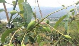 攀枝花芒果爆料视频最新,口感爆表，品质卓越！