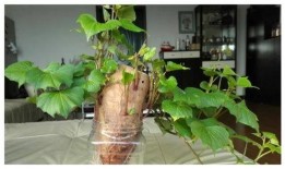 树叶最新爆料,揭秘娱乐圈惊天秘密