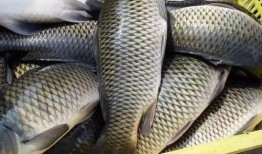 重庆大鲤鱼爆料最新消息,揭秘神秘事件背后真相