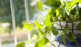 树叶最新爆料,揭秘娱乐圈惊天秘密