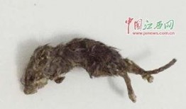 番鼠爆料视频大全最新,揭秘娱乐圈幕后真相